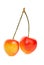 Rainier cherries