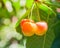 Rainier cherries hanging on branch harvest season at Yakima Valley, Washington, USA