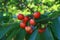 Rainier Cherries hanging on tree