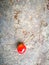 Rainier Cherries lying on the ground with different background