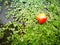 Rainier Cherries lying the ground with different background