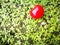 Rainier Cherries lying on ground with different background