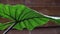 Raining on giant black stem alocasia leaf