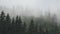 Raining in Mountains, Clouds Mystical Fog, Cloudy Rainy Day, Foggy Forest, Stormy Mist Smoke in Alpine Wood, Overcast Timelapse