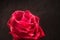 Raining on single red rose black background