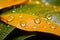 Rains aftermath sunny droplets on orange yellow leaves, closeup pattern