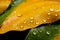Rains aftermath sunny droplets on orange yellow leaves, closeup pattern