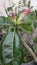 After it rains, Frangipani flowers will bloom again