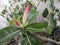 After it rains, Frangipani flowers will bloom again