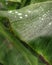 Rainwater that wets the surface of banana leaves