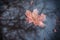 Rainy autumn background. Maple leaf lying on the puddle. Reflections of trees.