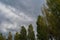 Rainy clouds gray color over the forest background