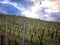 Rainy cloudscape over rows of a dry vineyard in the winter, Germany, Frankenblick