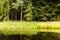 Rainy day in czech forest. Forest lake with water lilies.