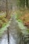 A rainy day in Het Leen in Flanders, Belgium. Thick vegetation and rain in the wood