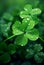 Rainy Day Luck: A Stunning Four-Leaf Clover Glistening with Raindrops
