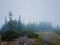 Rainy day in the mountains. Gloomy landscape with muddy meadow and mist over fir forest