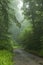 Rainy foggy forest road on the Shumen Plateau