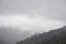 Rainy forest in Chrea National Park, Blida, Algeria.