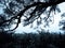 rainy gray landscape with prominent tree branch and wild vegetation