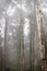 Rainy green and foggy forest in portugal