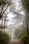 Rainy green and foggy forest in portugal