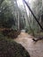 Rainy Hike by Muddy Flowing Stream Near San Francisco