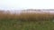 Rainy landscape with swamp, reeds and cloudy sky. Autumn background