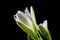 Rainy lily in a vase. White flower photographed in a photo studio.