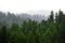 Rainy Lush Green Pine Tree Forest Forrest in Wilderness Mountains