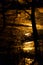 Rainy night paths surrounded by trees silhouettes