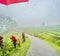 Rainy Reverie: A Stroll Through Bali\\\'s Rice Terraces