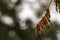 Rainy scene with raindrops falling from brown autumn leaves