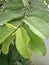 Rainy Season`s Unique Branch of Guava Tree with Full of Fresh and Green LeavesLeaves