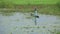 In the rainy season, a villager is fishing in a boat on white water lily pond at Munshigonj, Dhaka.