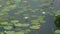 In the rainy season, a villager is fishing in a boat on white water lily pond at Munshigonj, Dhaka.