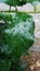 rainy season, water drop on green palm leaf, big foliage in rain forest, nature background