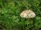 Rainy seasons grass and mushroom