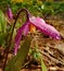 Rainy spring day in the Siberian taiga