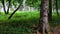 Rainy summer forest with large coniferous tree trunk with snapped lower branches, possibly pine tree in front