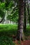 Rainy summer forest with large coniferous tree trunk with snapped lower branches, possibly pine tree in front