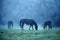 Rainy and sunny countryside with horses