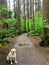 A rainy trail in the forest with a yellow lab dog, in pacific spirit regional park, Vancouver, British Columbia, Canada.