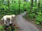 A rainy trail in the forest with a yellow lab dog, in pacific spirit regional park, Vancouver, British Columbia, Canada.