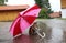 In rainy weather cats also want an umbrella