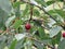 Rainy weather. Cherry berries in raindrops