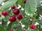 Rainy weather. Cherry berries in raindrops