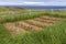 Raised bed garden by the sea, Newfoundland