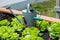 A raised bed with gardening tools and a watering can