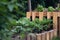 Raised Bed growing Cabbages and Kale